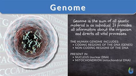 Genome Definition And Examples Biology Online Dictionary