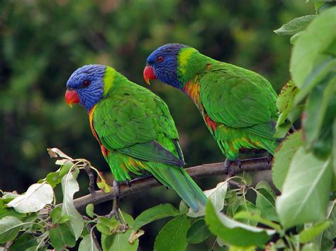 06 A Pair Of Rainbow Lorikeets Watched Closely My Approach Flickr