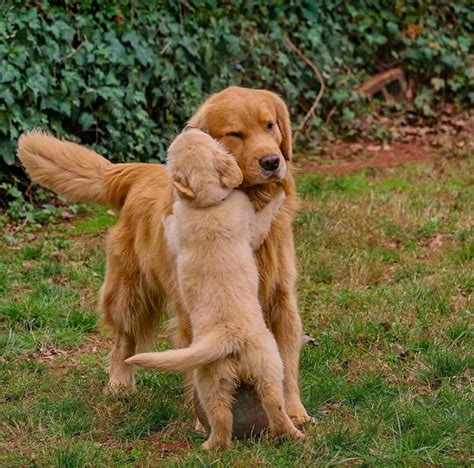 Pupper Hugging Her Mom Dogs Golden Retriever Cute Dogs Puppies