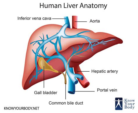 Download scientific diagram | schematic diagram of the normal liver. Liver - Location, Functions, Anatomy, Pictures, and FAQs