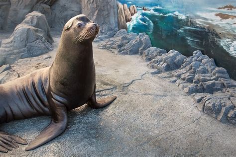 Seals And Sea Lions Habitat Southern Californiabaja Gallery
