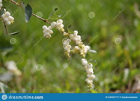 Common Snowberry Symphoricarpos Albus With White Berries Stock Image