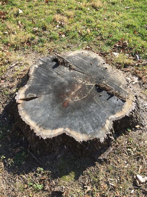 Oak Wilt A Lethal Tree Disease You Should Know About Camp Friedenswald