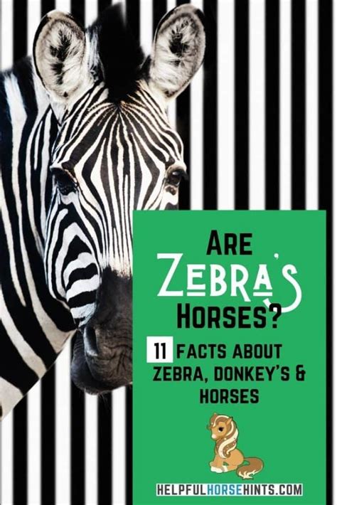 Are Zebras Horses Horses Zebras Wild Horses Mustangs