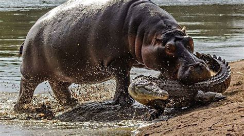 Crocodile Vs Hippo Real Fight Wild Animals Fighting Wild Animals