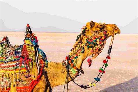 Bikaner Camel Festival Camel Fair In Bikaner Bikaner Camel Fair 2020