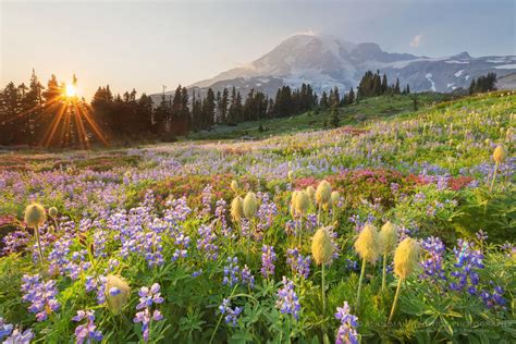 Paradise Wildflower Meadows Mount Rainier Alan Majchrowicz Photography