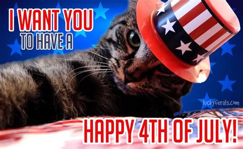 I Want You To Have A Happy 4th Of July Patriotic Cat 4th Of July Meme