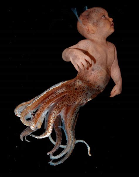 Squid Baby By Almaxaquotal On Deviantart