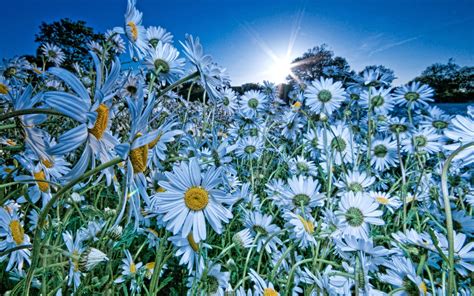 Chamomile Flowers Meadow Sun Rays Sky Desktop Wallpaper Hd 3840x2400