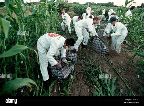 Genetic Maize Hi Res Stock Photography And Images Alamy