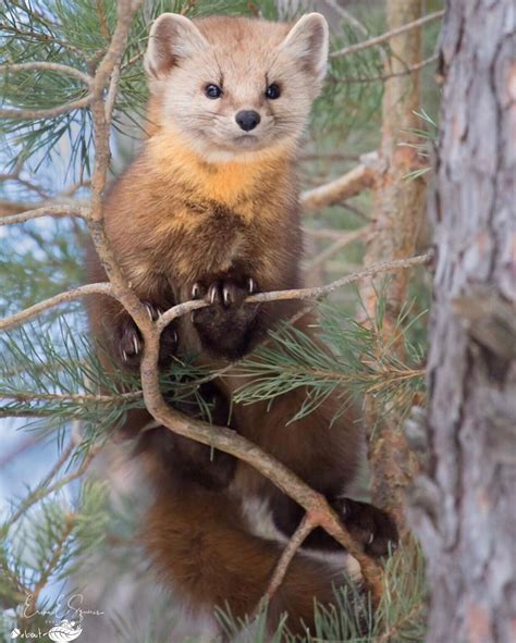 American Marten Also Known As Pine Marten Animaux Sauvages Animaux