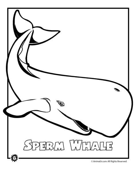 Animal Jr Sperm Whale Endangered Animal Coloring Page