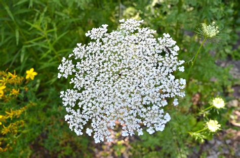 Queen Annes Lace 2 Watching For Wildflowerswatching For Wildflowers