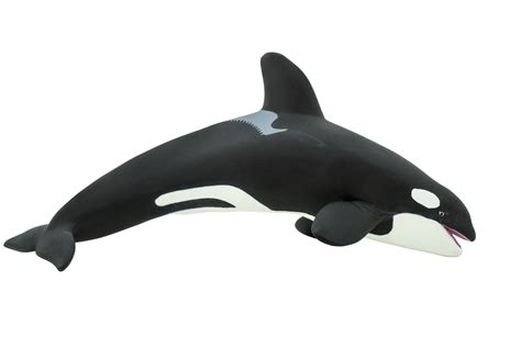 Orca Killer Whale Model What If Scientific Leave Only Bubbles Llc