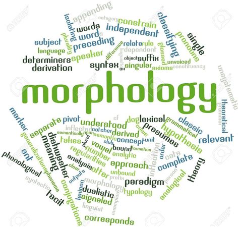Morphology 147 Plays Quizizz