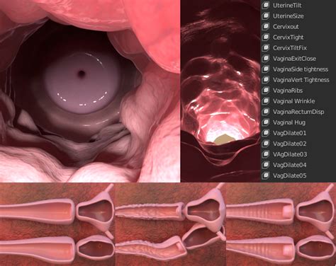 Comments Anatomical Vaginal Canal Uterus High Detail With Morphs