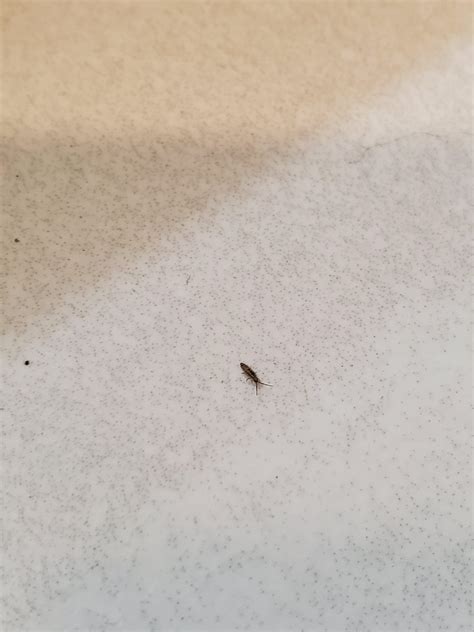 Little Tiny Black Bugs In Kitchen F