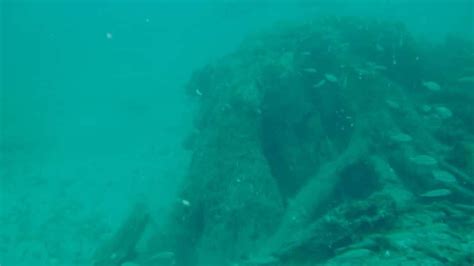 An Underwater Forest Cypress Trees Buried Off The Coast Of Alabama