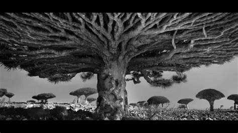 These 40 trees all have something special about them. Oldest and Tallest trees in The World - YouTube