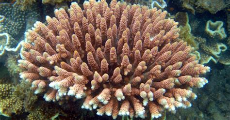 Coral Reefs Are Evolving To Survive Warm Water Study Shows