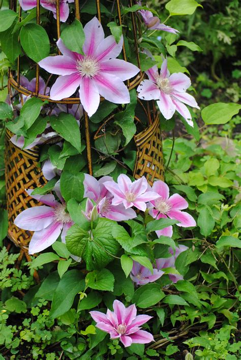 Clematis On A Trellis Beautiful Flowers Clematis Outdoor Gardens