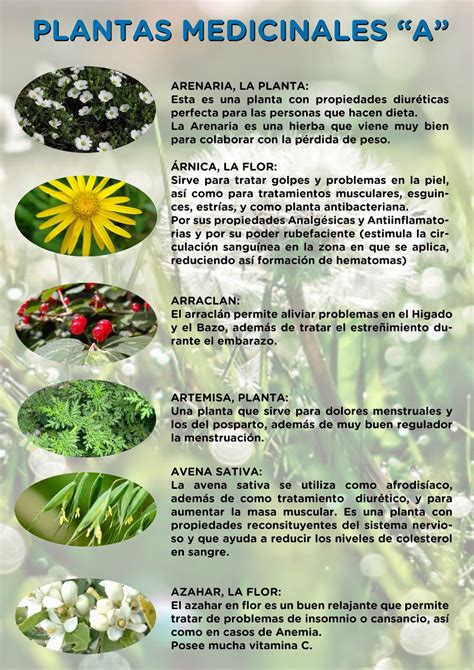 Las Plantas Medicinales Y Sus Usos Curativos Infograf As Y Remedios
