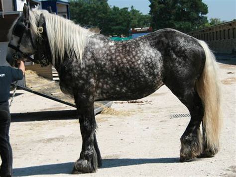 abtenauer   rare draft horse breed    smallest variant   noriker horse