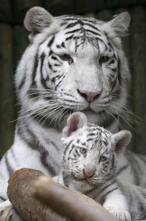 Black And White Miracle Rare White Bengal Tiger Triplets Born In Czech