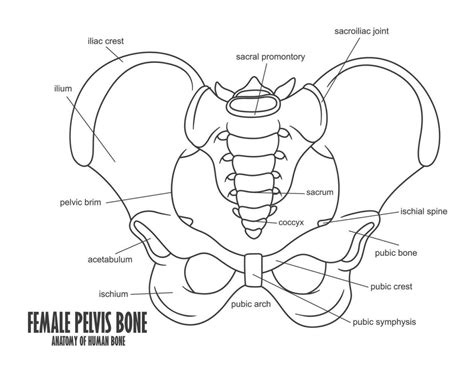 Female Pelvis Bone Anatomy Vector Illustration 24393244 Vector Art At