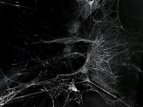 Tomas Saraceno Spider Web Art 2 Inhabitat Green Design Innovation