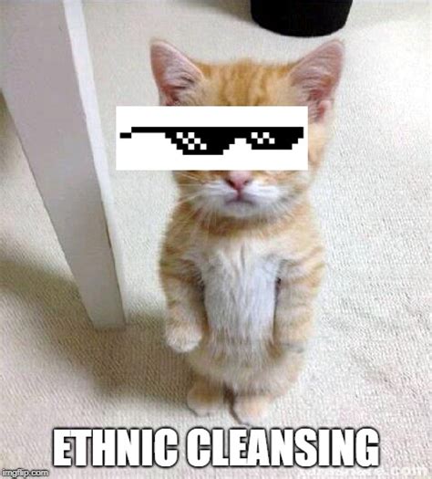 Cute Cat Meme Imgflip Gambaran