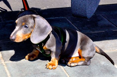 Dachshund Information Dog Breeds At Thepetowners
