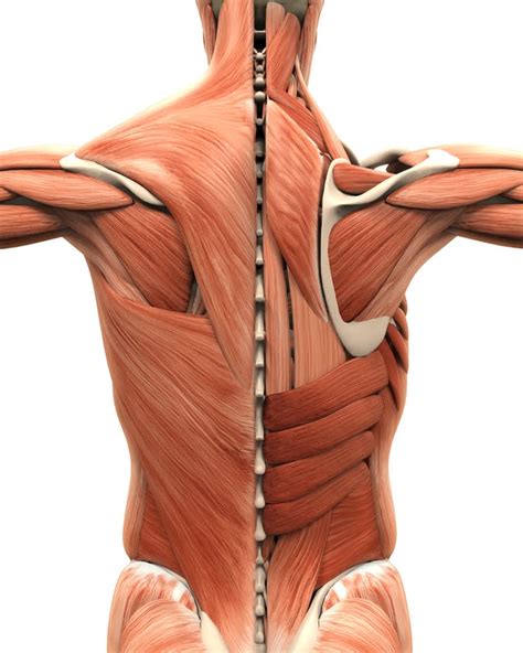 Muscles And Ligaments In Upper Back The Posterior Torso Muscles Let