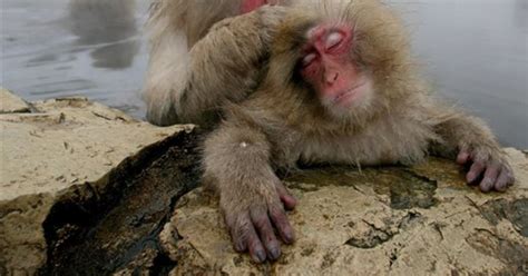 Study Monkeys Pay For Sex By Grooming