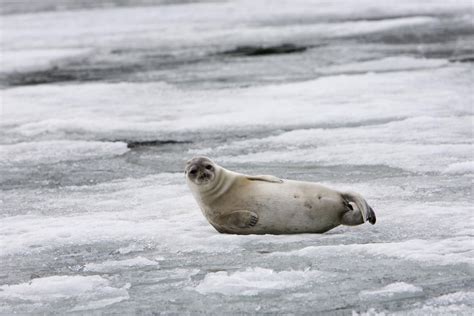 Ringed Seal Facts