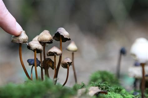 Study Magic Mushrooms May Be Among The Safest Illicit Drugs The