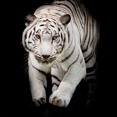 Premium Photo White Tiger Jumping Isolated On Black Background