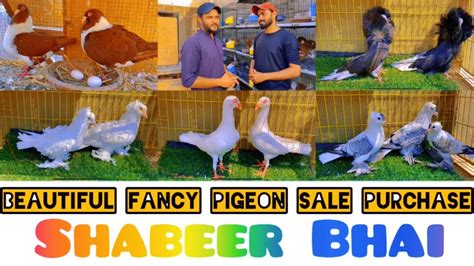 Visited Fancy Pigeons Setup For Sale Purchase Youtube