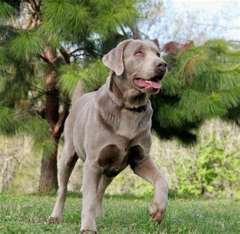 Silver Lab Breeders Labrador Retrievers For Sale Silver Lab Puppies