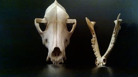 Real Doberman Pinscher Canine Skull And By Ravenhillcottage