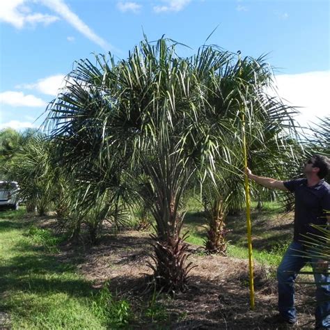Ribbon Palm | Livistona Dicipiens | Palmco - Wholesale Palms, Florida