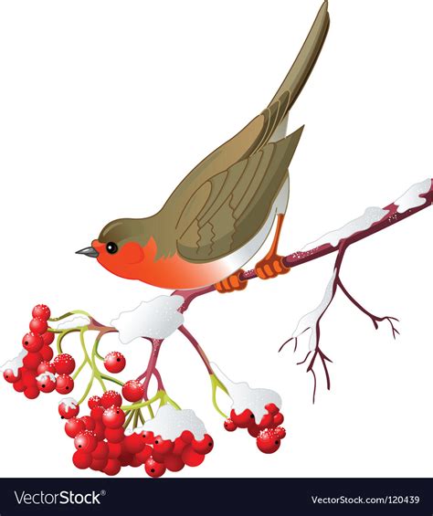 Winter Bird Royalty Free Vector Image Vectorstock