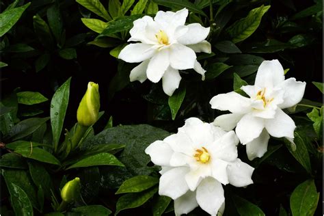 Cape Jasmine Poisoning In Dogs Symptoms Causes Diagnosis Treatment