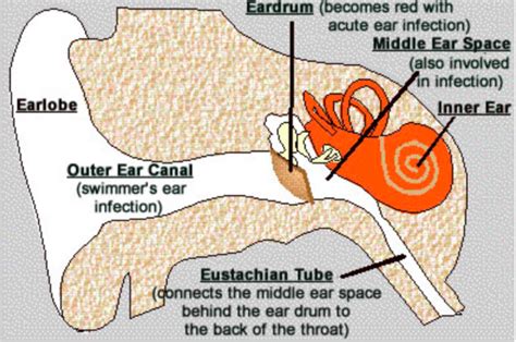 Middle Ear Fluid Andorra Pediatrics