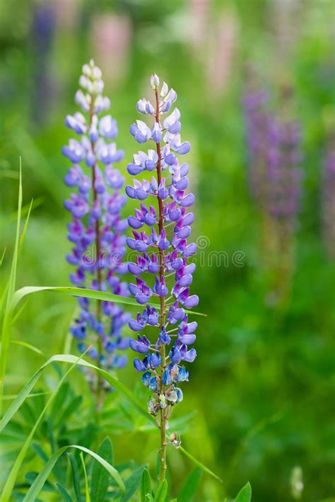 Lupine Field Wild Flowers Nature Outdoor Stock Image Image Of