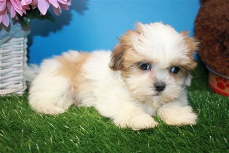 Shih Tzu Puppies For Sale Long Island Puppies