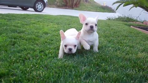 Bulldogs were the fourth most popular purebred in the us in 2015 according to the american kennel club. AKC Cream French Bulldog Puppies for Sale! Male and Female - San Diego, CA - YouTube
