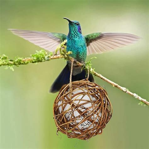 Hummingbird Nest Globe Hummingbird House With Soft White Fiber For