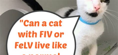 Understanding Fivfelv In Cats Great River Rescue